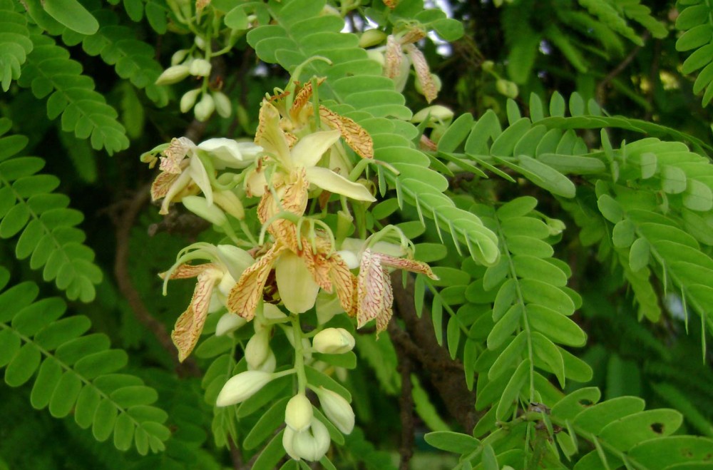 Tamarind indický